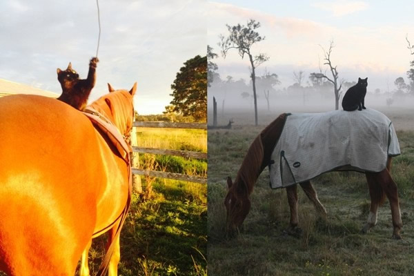 莫里斯连玩耍都要在马背上。