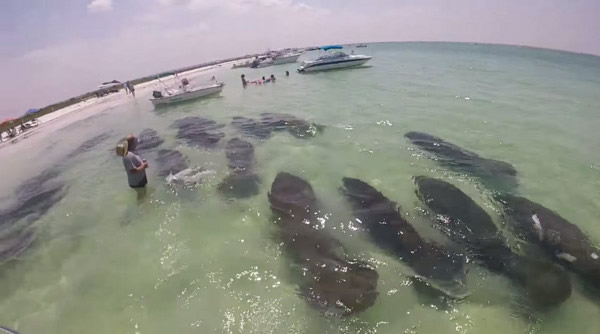 美国16头海牛成群“路过”船底