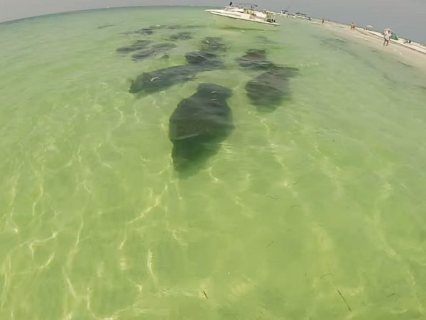 美国16头海牛成群“路过”船底