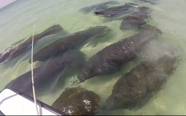 美国16头海牛成群“路过”船底