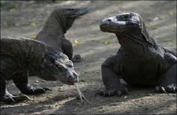 ӡ����ˮ����԰�Ŀ�Ħ������Komodo dragon��