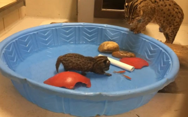 动物园用水盆放小渔猫追金鱼练习生存本能 - 神秘的地球 科学|自然|地理|探索