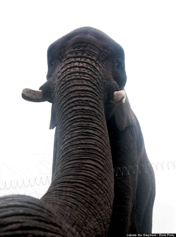 Ӣ�����Ӳ�����iPhone��������԰ �ûغ��ִ���������