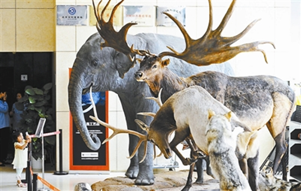 第二届中国动物标本大赛近200件参赛作品开始在国家动物博物馆展出