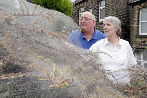 Ӣ������˹�ƶ�����һ�Է򸾻�԰�о��־޴�ë��֯��