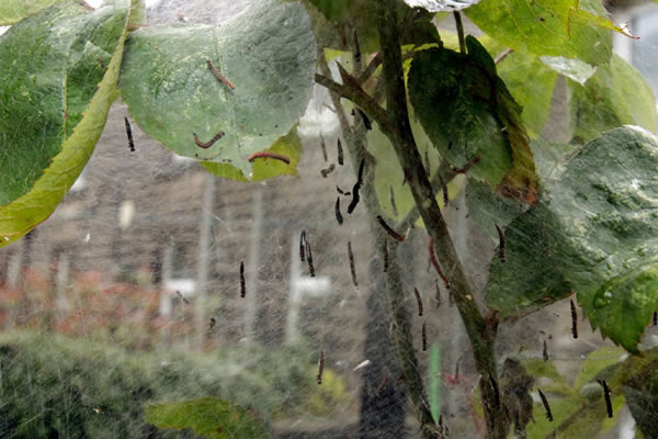 Ӣ������˹�ƶ�����һ�Է򸾻�԰�о��־޴�ë��֯��