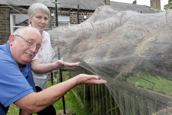 Ӣ������˹�ƶ�����һ�Է򸾻�԰�о��־޴�ë��֯��