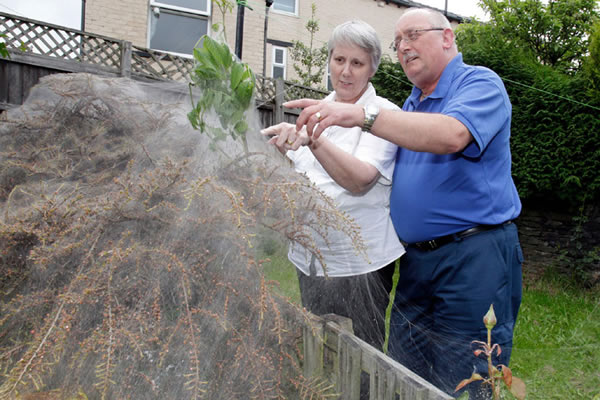 Ӣ������˹�ƶ�����һ�Է򸾻�԰�о��־޴�ë��֯��