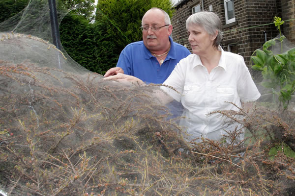 Ӣ������˹�ƶ�����һ�Է򸾻�԰�о��־޴�ë��֯��