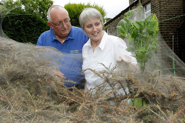 Ӣ������˹�ƶ�����һ�Է򸾻�԰�о��־޴�ë��֯��