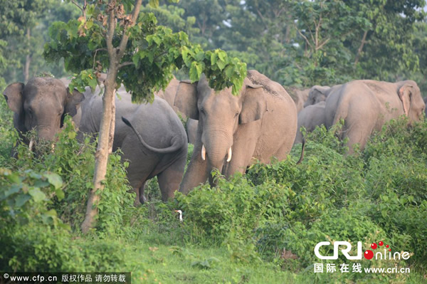 ӡ�����������︽����ɭ�����ׯ������Ұ������