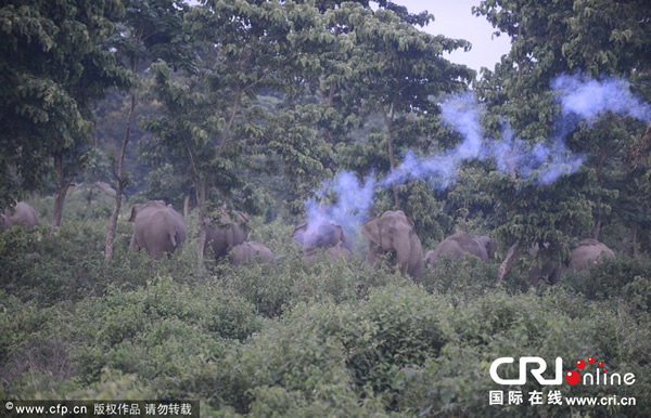 ӡ�����������︽����ɭ������ش����ӱ�������һȺҰ������