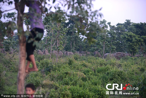 ӡ�����������︽����ɭ������ش�������Ұ������