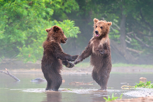 俄罗斯克罗诺基自然保护区两只棕熊开心见面