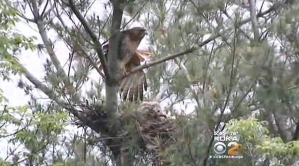 肇事的红尾鹰在艾琳家附近筑巢