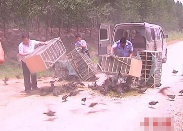 江苏省徐州沛县破获特大非法狩猎野鸟案 村民用播鸟语诱捕野鸟