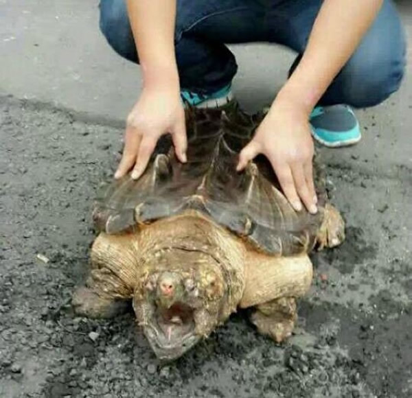 河北阜平发现濒危北美野生鳄龟