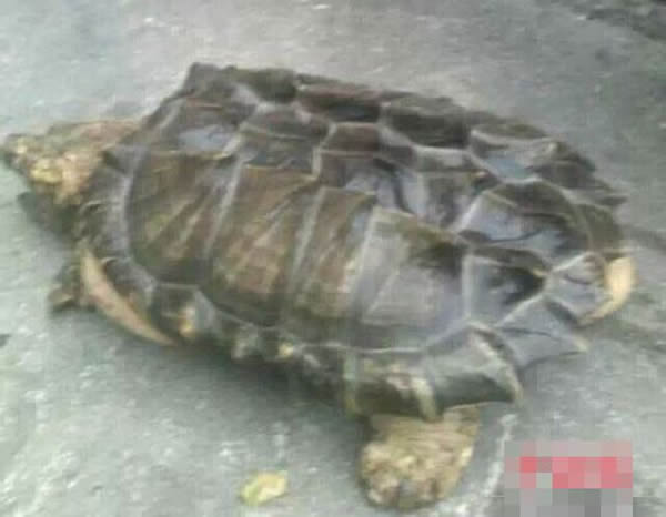 河北阜平发现濒危北美野生鳄龟