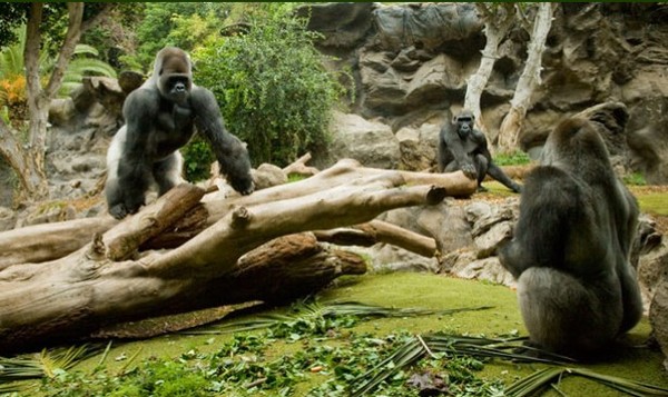 西班牙「鹦鹉公园」动物园的大猩猩