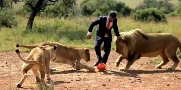 南非动物园“狮语者”与3只狮子踢足球