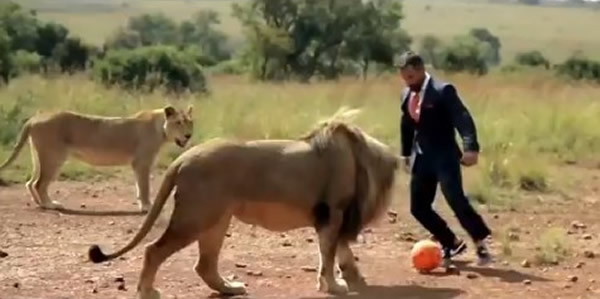 南非动物园“狮语者”与3只狮子踢足球