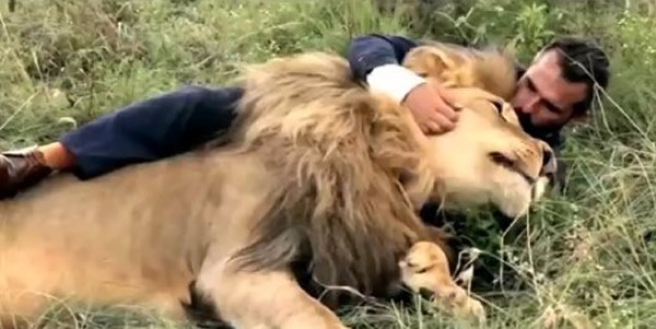 南非动物园“狮语者”与3只狮子踢足球