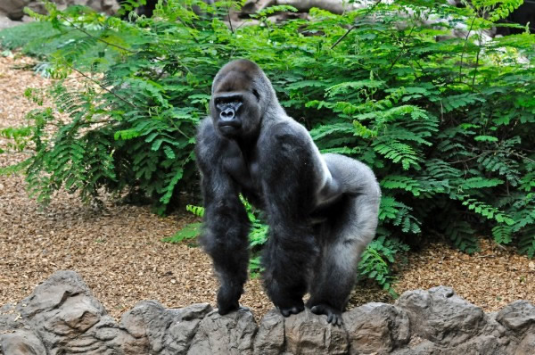 “鹦鹉公园”的真大猩猩
