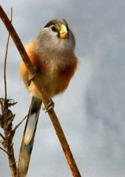 江苏沛县发现鸟类中的活化石“震旦鸦雀”
