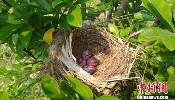 专家认为这个鸟蛋是否为震旦鸦雀的还有待进一步确认
