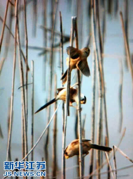 沛县微山湖千岛湿地西部芦苇荡里发现了号称鸟中大熊猫的珍稀鸟类——震旦鸦雀。