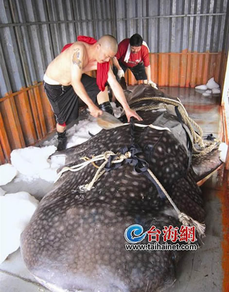 厦门八市惊现巨型豆腐鲨