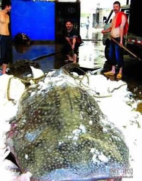 厦门八市惊现巨型豆腐鲨