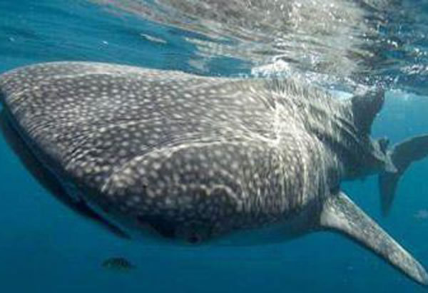 豆腐鲨又名鲸鲨,是世界上最大型的鲨鱼,主要捕食小型动植物。