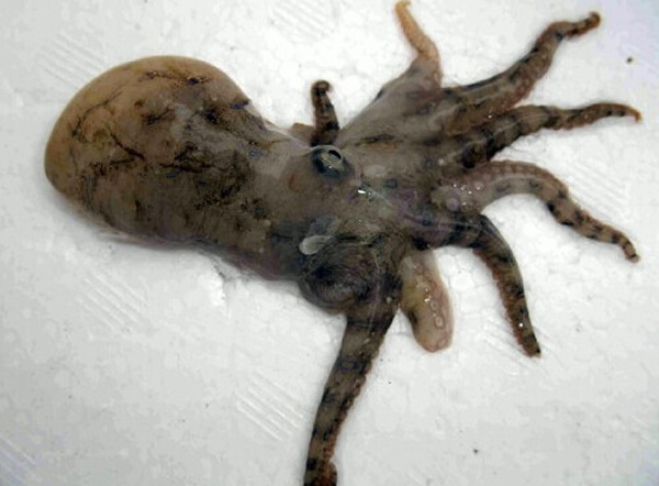 日本渔民捕获剧毒“蓝圈章鱼”
