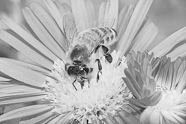 һ���µ�ũҩ���ܻ�ʹ�۷䲻���˺�