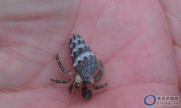 台湾一只寄居蟹拖着烧酒螺空壳到处散步