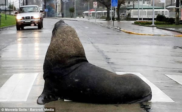 ������ֻ��ʨ��ģ�¡���ͷ�ġ���