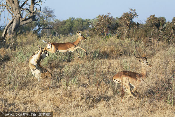 非洲博茨瓦纳狩猎的母狮被猎物黑斑羚飞踢一腿出丑
