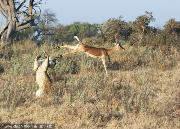 非洲博茨瓦纳狩猎的母狮被猎物黑斑羚飞踢一腿出丑