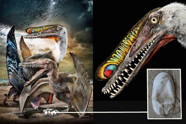 ɽHamipterus tianshanensisԭͼ