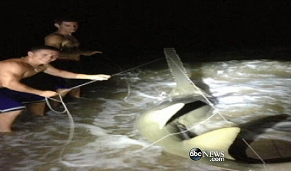 美国渔民在佛罗里达州捕获重达227公斤巨型锯鳐