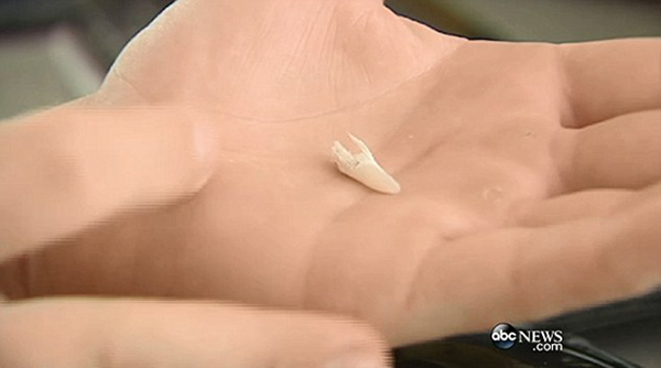 因捕鱼过程中,锯鳐曾掉落一颗牙齿,里希特将其保存起来,以作纪念。