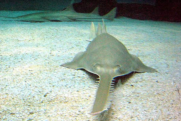 锯鳐属鳐目科。因大面积捕鱼与栖息地的丧失,锯鳐面临着灭绝的危险。