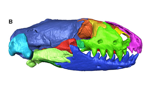 A profile view of the skull of an 11.6 million-year-old worm lizard, reconstruct