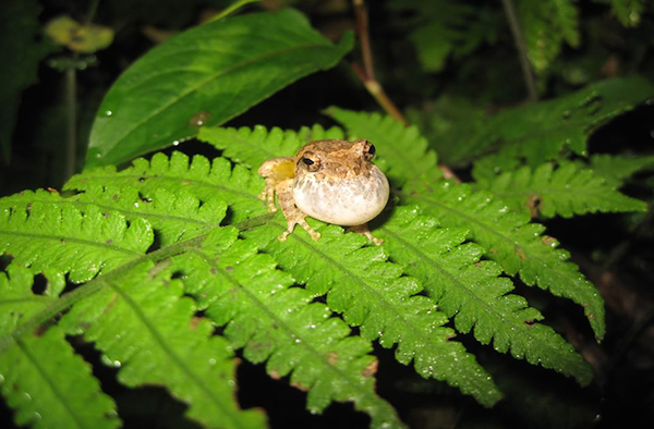 Frog Uses Drainpipe to Amp Up Mating Calls
