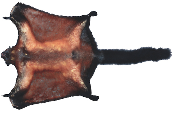 Flying Squirrel, Rainbow Lizard Among 367 New Species Found in Mekong