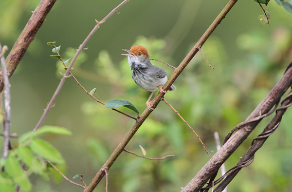 The Cambodian tailorbird,Orthotomus chaktomuk.James Eaton/Birdtour Asia