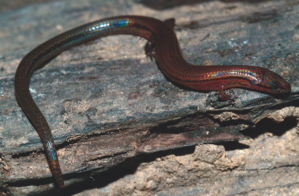 The rainbow lizard,Lygosoma veunsaiensis.Gabor Csorba/Hungarian Natural History