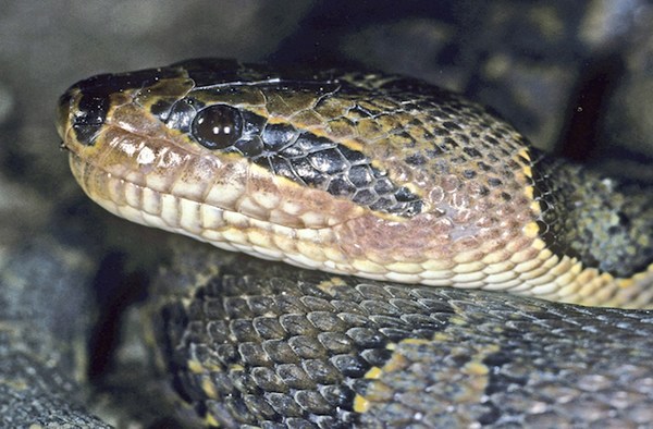 The Zorro-masked water snake,Homalopsis mereljcoxi.John C. Murphy