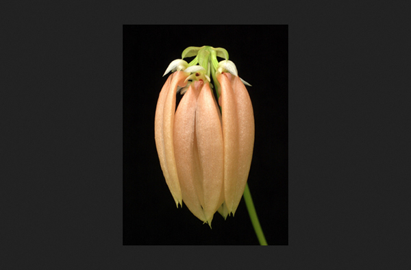 A salmon orchid,Bulbophyllum salmoneum.Orchids Online